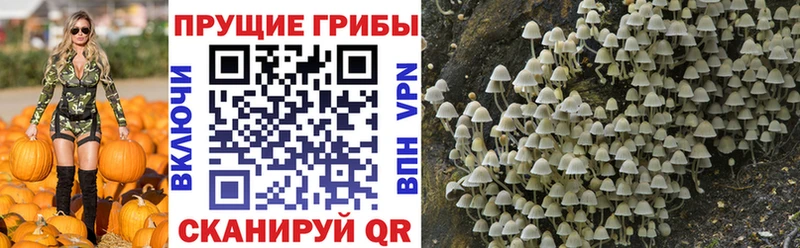 как найти закладки  Плёс  Псилоцибиновые грибы прущие грибы 